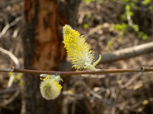 Salix sinica — photo