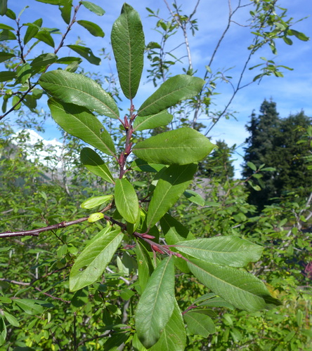 Salix sitchensis (Sitka willow) — photo