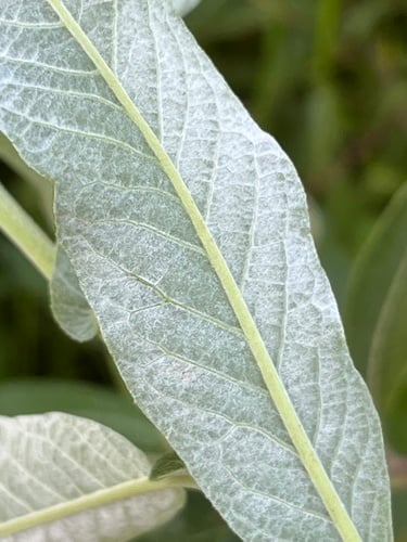 Salix sitchensis (Sitka willow) — photo