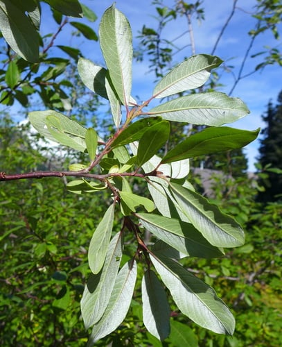 Salix sitchensis