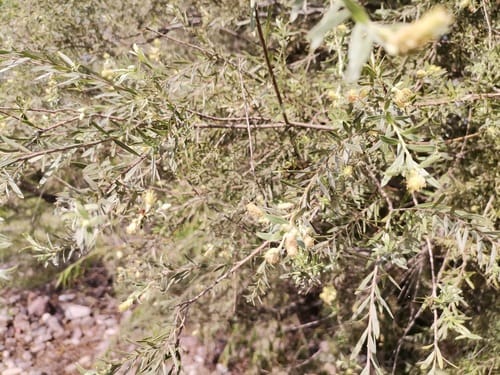 Salix taxifolia (Yew-leaf willow) — photo
