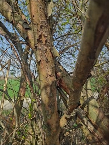 Salix triandra (Almond-leaved willow) — photo