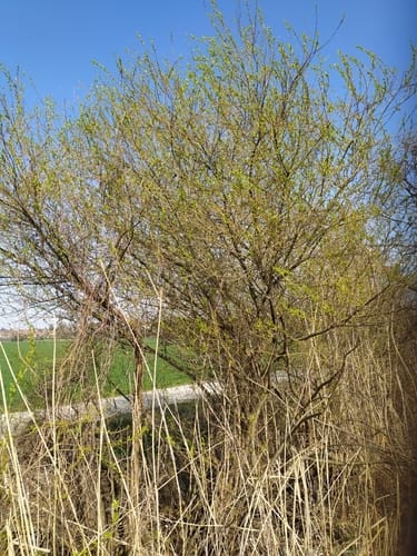 Salix triandra (Almond-leaved willow) — photo