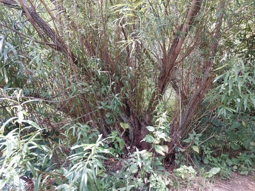Salix viminalis (Common Osier) — photo