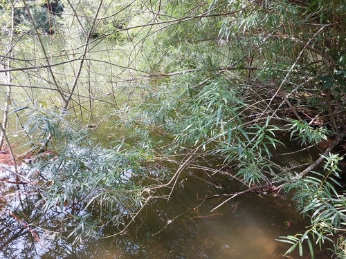 Salix viminalis (Common Osier) — photo