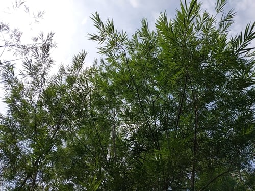 Salix viminalis