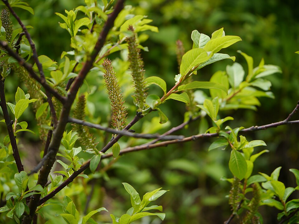 Salix wallichiana — photo