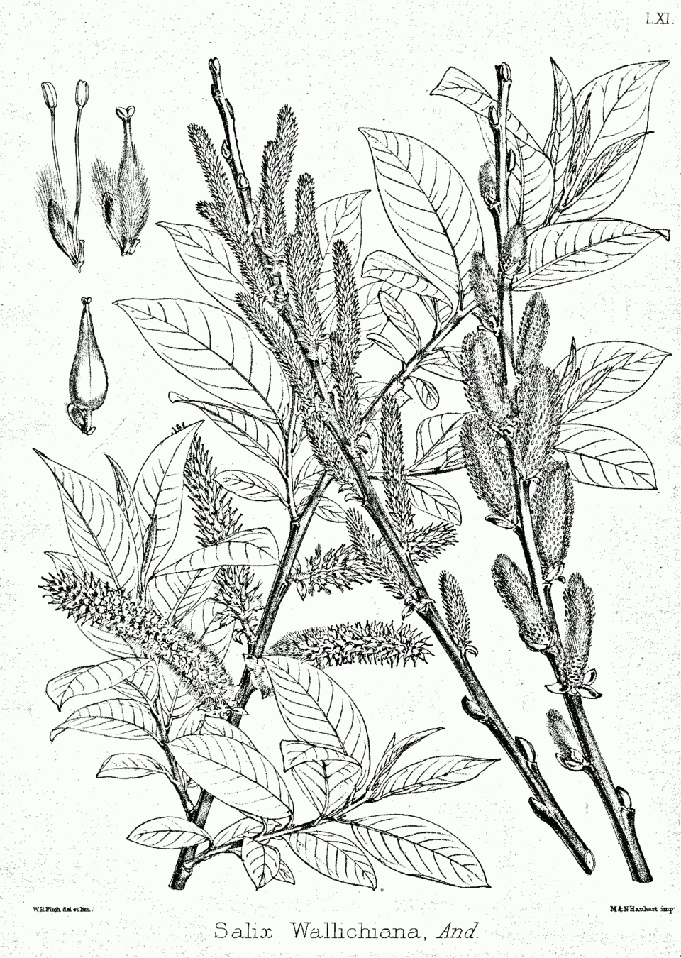 Salix wallichiana