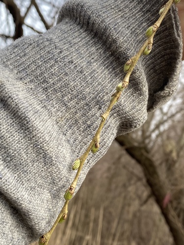 Salix mollissima var. undulata — photo