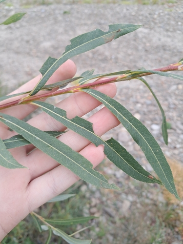 Salix x rubra — photo