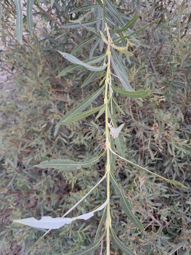 Salix x rubra