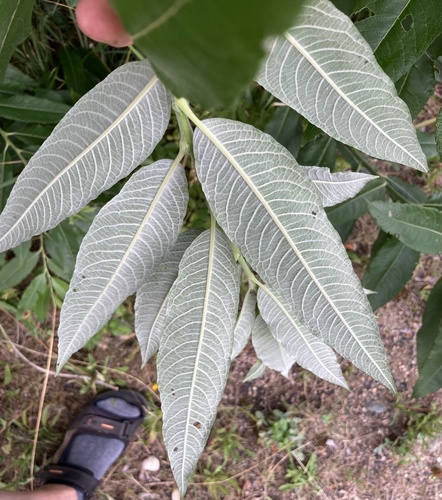 Salix x smithiana (Smith's Willow) — photo