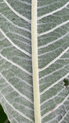 Salix x smithiana (Smith's Willow) — photo