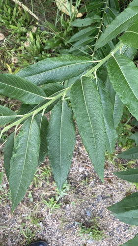 Salix x smithiana