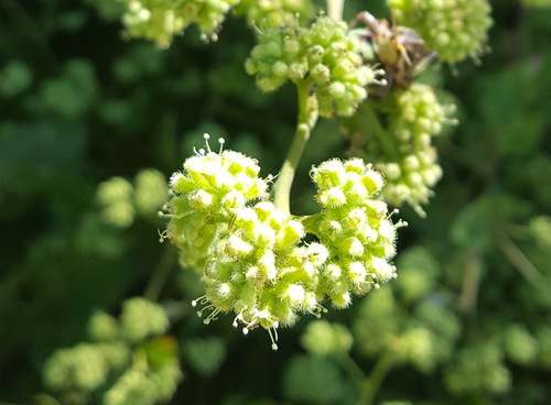 Salpianthus purpurascens — photo