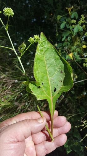 Salpianthus purpurascens — photo