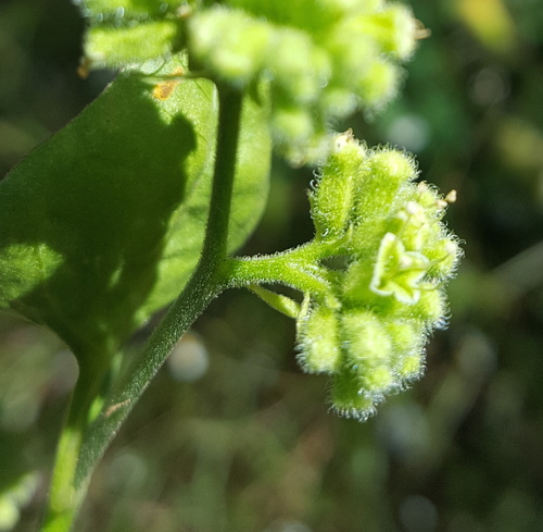 Salpianthus purpurascens