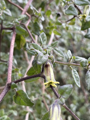 Salpichroa diffusa (Chulalay) — photo