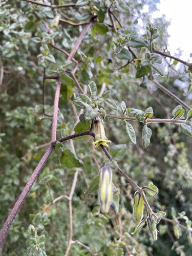 Salpichroa diffusa (Chulalay) — photo