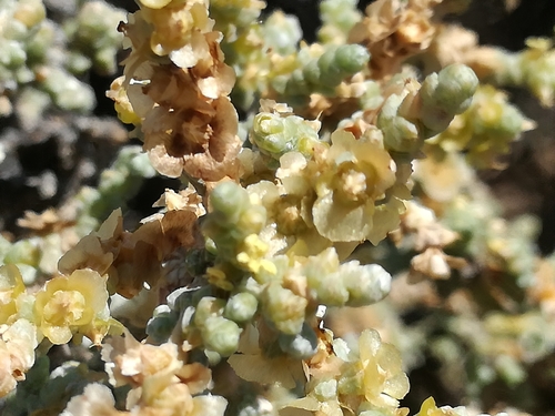 Salsola aphylla — photo