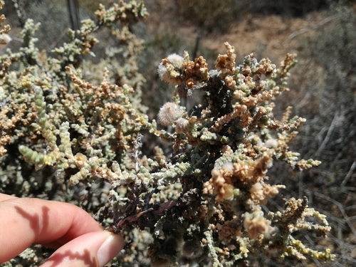 Salsola aphylla