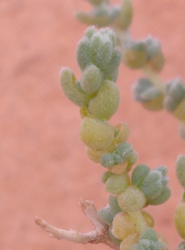 Salsola baryosma (Saltwort) — photo