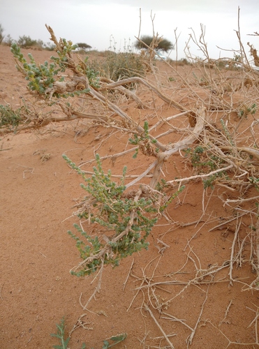 Salsola baryosma