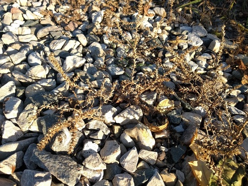 Salsola collina (Tumbleweed) — photo