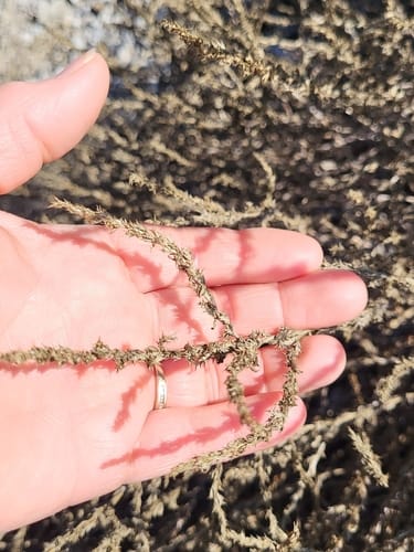 Salsola collina (Tumbleweed) — photo