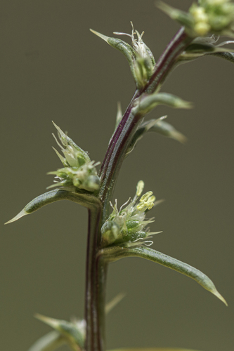 Salsola collina