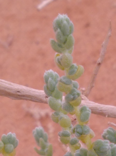 Salsola foetida — photo