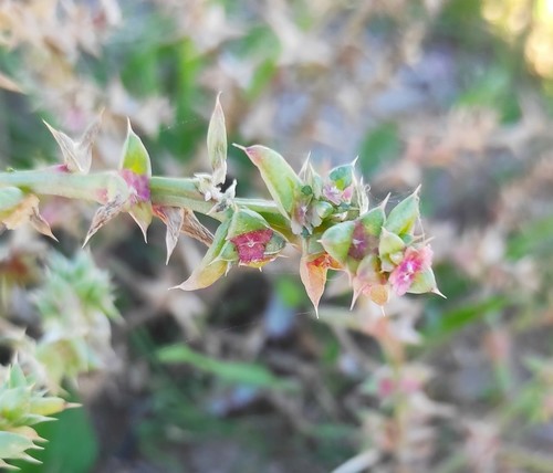 Salsola kali (Russian thistle) — photo