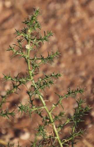 Salsola kali (Russian thistle) — photo