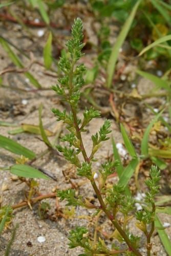 Salsola komarovii (Komarov Russian thistle) — photo