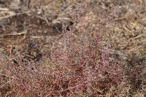 Salsola soda (Barilla plant) — photo