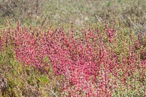 Salsola soda (Barilla plant) — photo