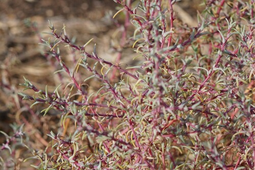 Salsola soda