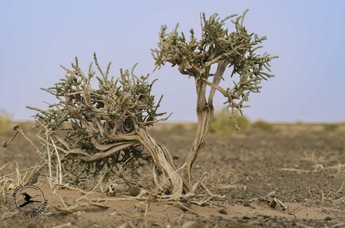 Salsola tetragona — photo