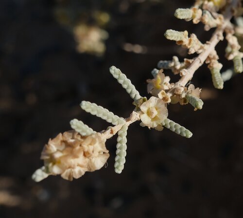 Salsola tetragona — photo