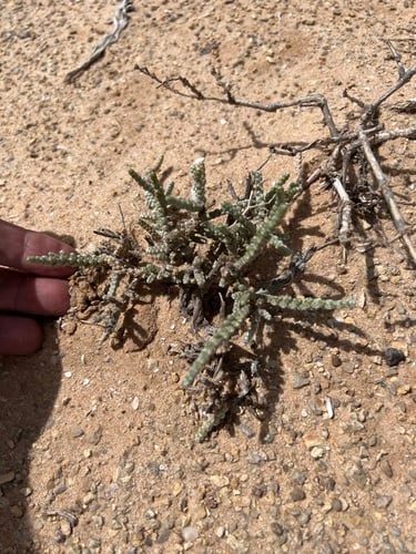 Salsola tetragona