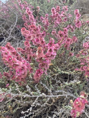 Salsola vermiculata — photo