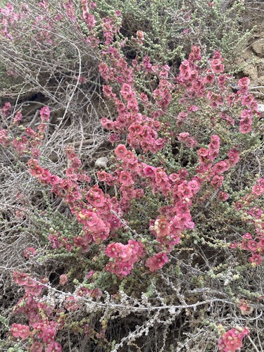 Salsola vermiculata — photo