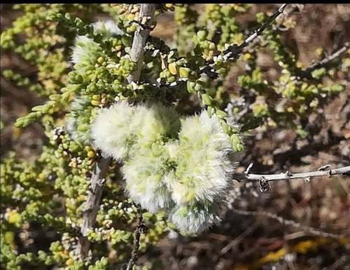 Salsola vermiculata