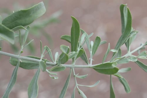 Salvadora australis (Narrow-leafed mustard tree) — photo