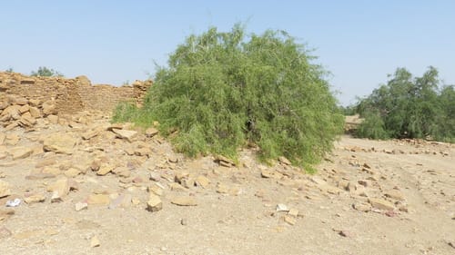 Salvadora oleoides (Tooth brush tree) — photo