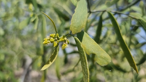 Salvadora oleoides