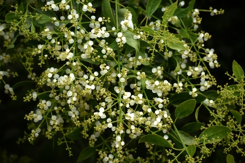 Salvadora persica (Salt Bush) — photo