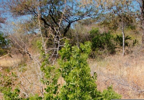 Salvadora persica (Salt Bush) — photo