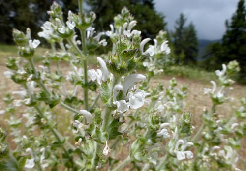 Salvia aethiopis (Ethiopian sage) — photo