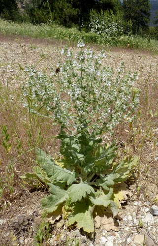 Salvia aethiopis (Ethiopian sage) — photo